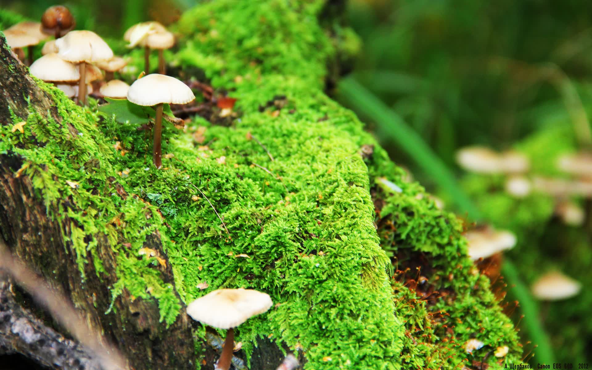 世界举重康复示范课堂第39站回顾发布，世界举重冠军视频